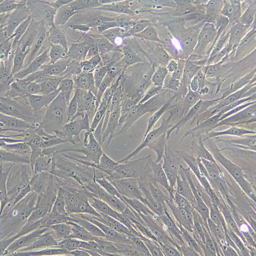 HSF人真皮成纖維細胞永生化-sv40