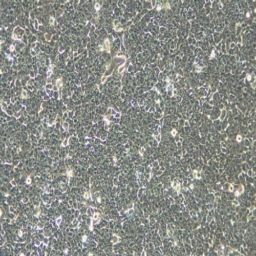 HCT116+luc 人結(jié)腸癌細(xì)胞熒光素酶標(biāo)記