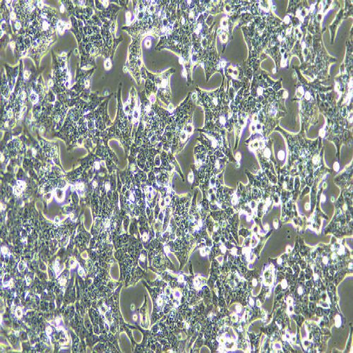 HCT116+luc 人結(jié)腸癌細(xì)胞熒光素酶標(biāo)記