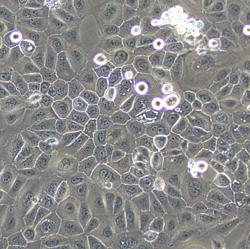 SCC-25 人口腔鱗癌細(xì)胞