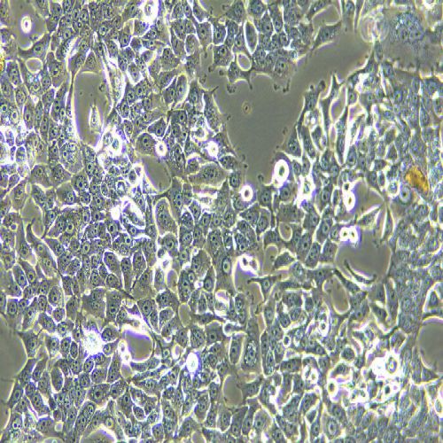 KYSE-510 人食管鱗狀細(xì)胞癌細(xì)胞