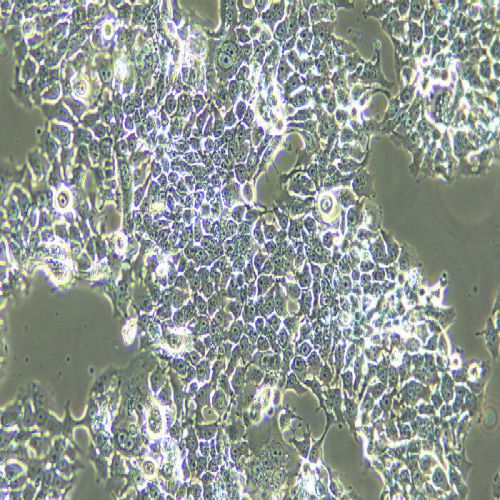 KYSE-510 人食管鱗狀細(xì)胞癌細(xì)胞