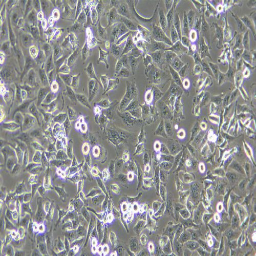 MDA-MB-231 人乳腺癌細(xì)胞