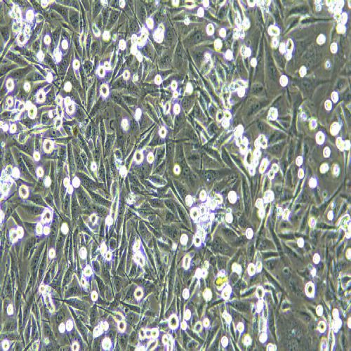 MDA-MB-231 人乳腺癌細(xì)胞