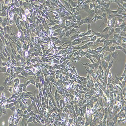 hTERT-HPNE 人胰腺導管細胞