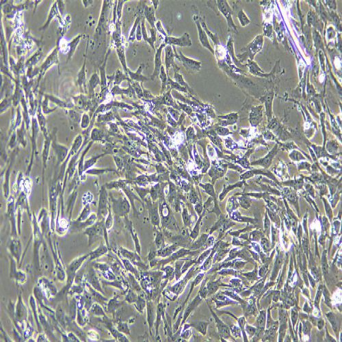 hTERT-HPNE 人胰腺導管細胞