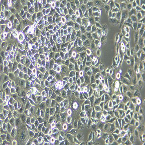 QSG-7701 人正常肝細胞
