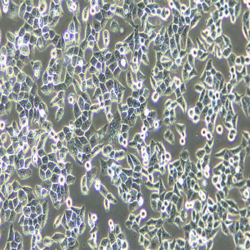 L02人正常肝細胞