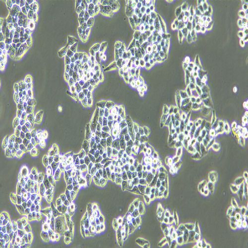 L02人正常肝細胞