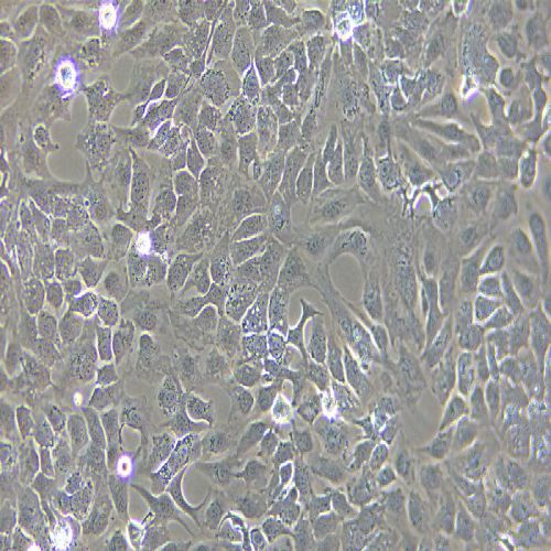 SK-OV-3 人卵巢癌細(xì)胞