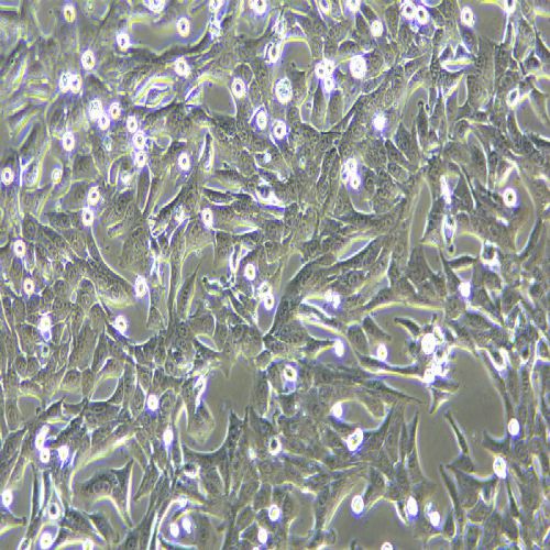 PANC02 小鼠胰腺癌細(xì)胞