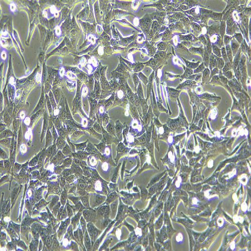 PANC02 小鼠胰腺癌細(xì)胞