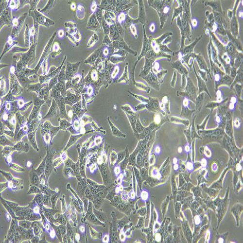 PANC02 小鼠胰腺癌細(xì)胞