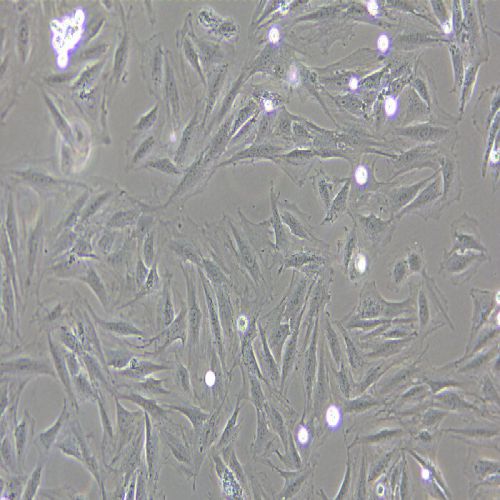 H9C2 大鼠心肌細(xì)胞
