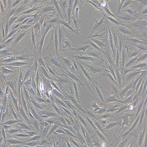 H9C2 大鼠心肌細(xì)胞