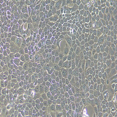 Bxpc-3 人原位胰腺腺癌細(xì)胞