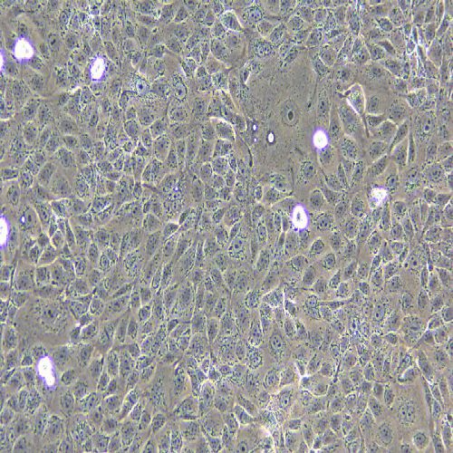 MDCK 狗腎轉化細胞