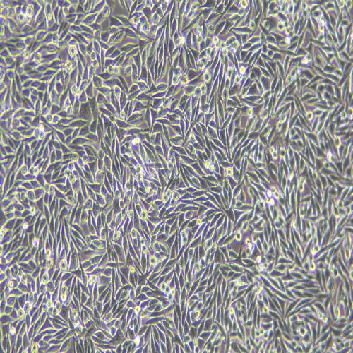 L-WRN 小鼠皮下結(jié)締組織細(xì)胞