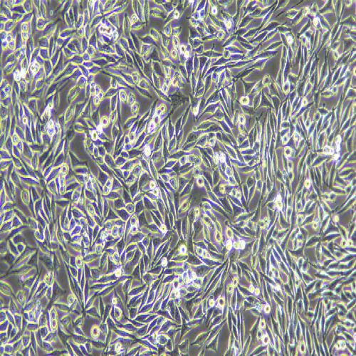 L-WRN 小鼠皮下結(jié)締組織細(xì)胞