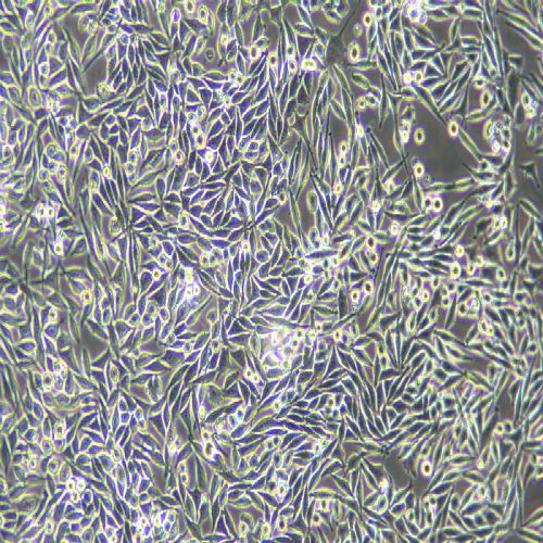 L-WRN 小鼠皮下結(jié)締組織細(xì)胞