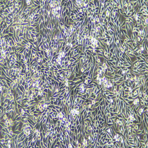 L-WRN 小鼠皮下結(jié)締組織細(xì)胞