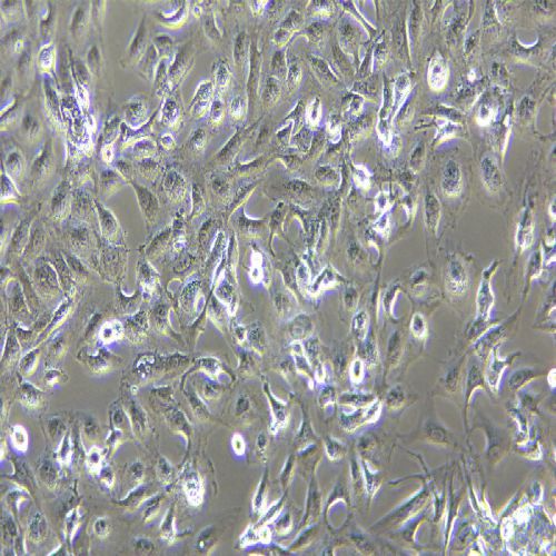 Caki-1 人腎透明細(xì)胞癌皮膚轉(zhuǎn)移細(xì)胞