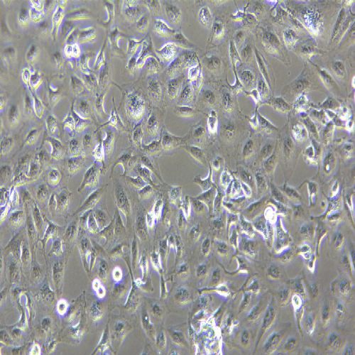 Caki-1 人腎透明細(xì)胞癌皮膚轉(zhuǎn)移細(xì)胞