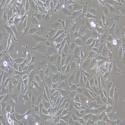 3D4/21 豬肺泡巨噬細(xì)胞