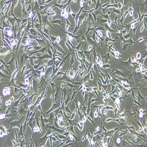 TC-1小鼠肺上皮細(xì)胞過(guò)表達(dá)穩(wěn)轉(zhuǎn)株(TC-1-RBD)