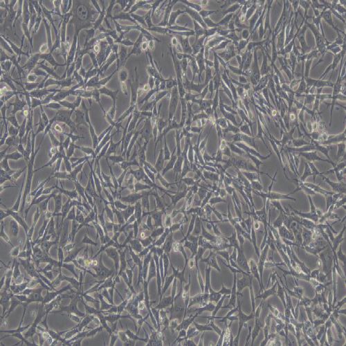 TC-1小鼠肺上皮細(xì)胞過(guò)表達(dá)穩(wěn)轉(zhuǎn)株(TC-1-RBD)