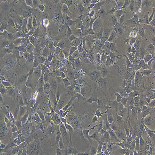 Hep3B2.1-7 人肝癌細(xì)胞