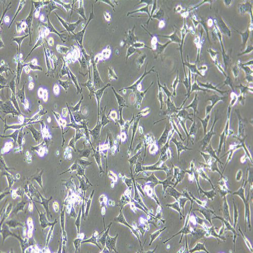 TCMK-1 小鼠腎小管上皮細(xì)胞