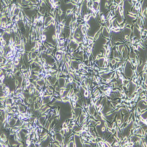 CT26 小鼠結(jié)腸癌細胞