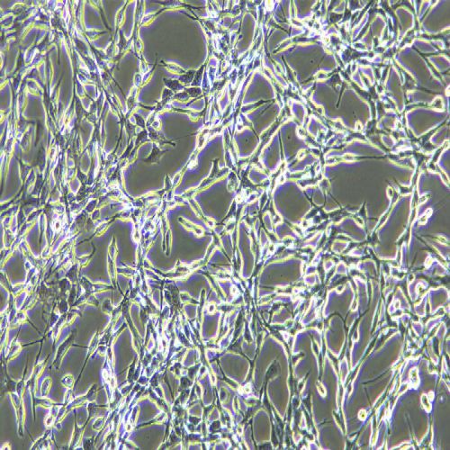 CT26 小鼠結(jié)腸癌細胞