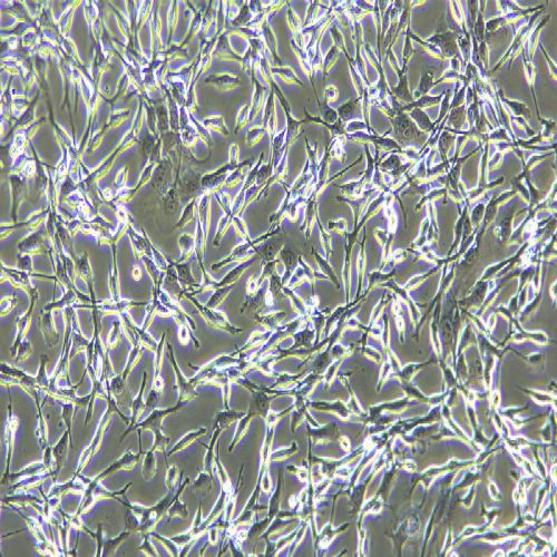 CT26 小鼠結(jié)腸癌細胞