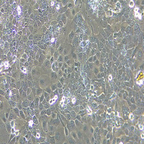 NCM460 人正常結(jié)腸上皮細(xì)胞