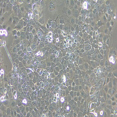 NCM460 人正常結(jié)腸上皮細(xì)胞