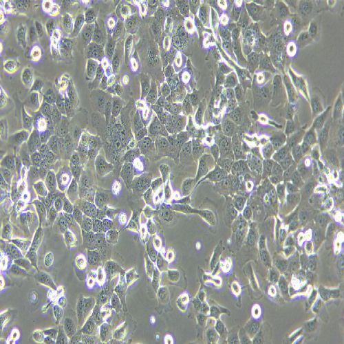 NCM460 人正常結(jié)腸上皮細(xì)胞