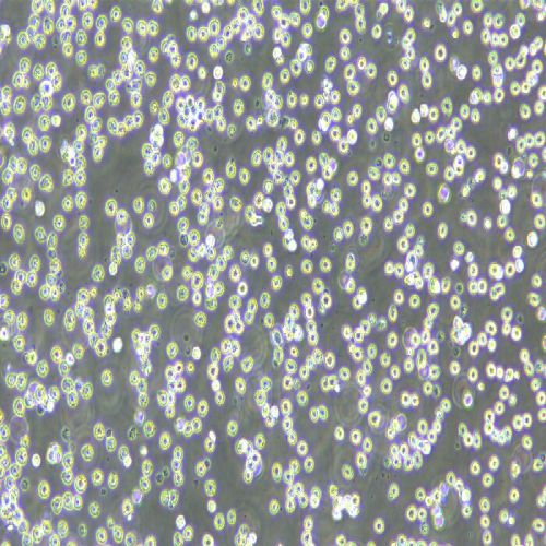 MOLM-13急性髓細胞樣白血病細胞