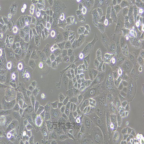 MFE-296人子宮內(nèi)膜癌細(xì)胞