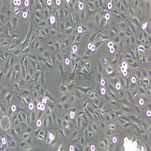 GES-1 人胃黏膜上皮細(xì)胞