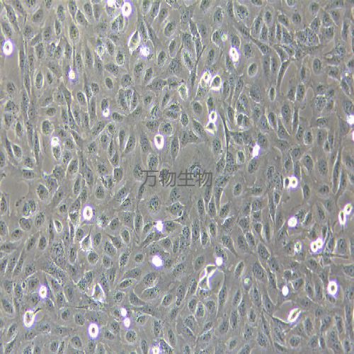 GES-1 人胃黏膜上皮細(xì)胞