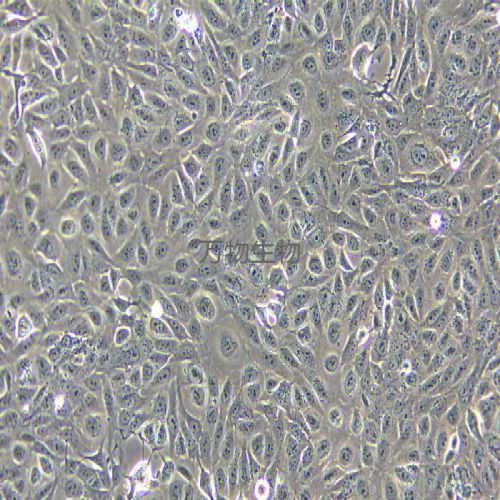 GES-1 人胃黏膜上皮細(xì)胞