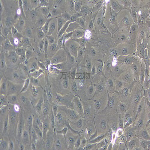 NCI-H3255 人肺癌細胞