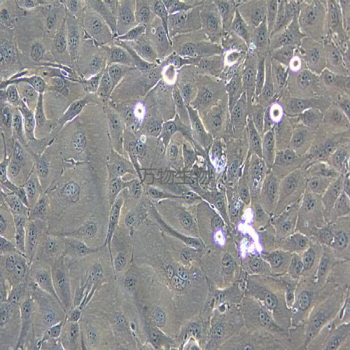 NCI-H3255 人肺癌細胞