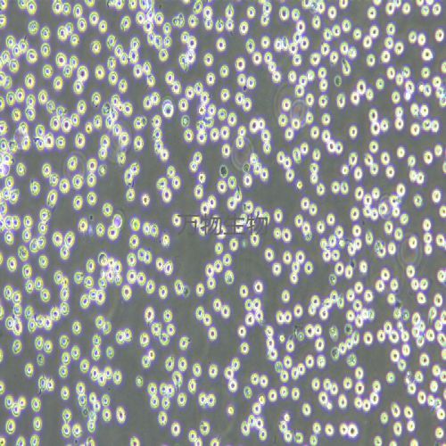 MV-4-11 人髓性單核細胞白血病細胞