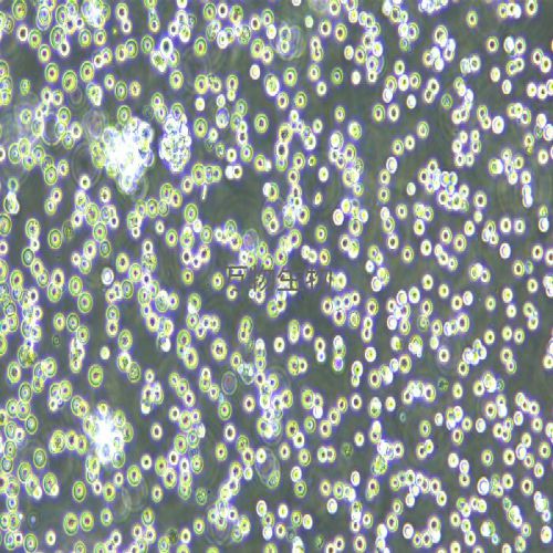NCI-H716 人結(jié)直腸腺癌細胞