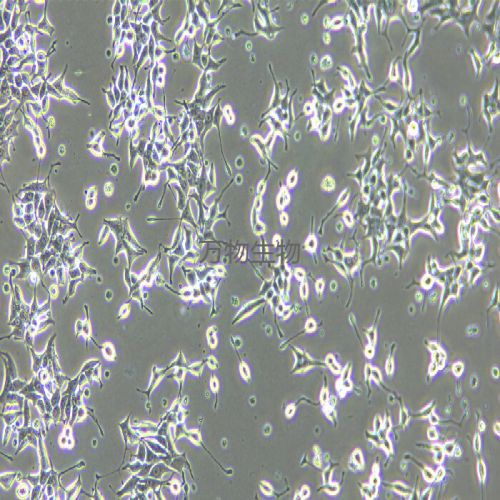 RIN-14B大鼠胰島素瘤細(xì)胞