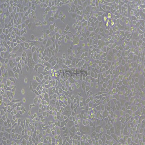 SNU-601人胃癌細(xì)胞