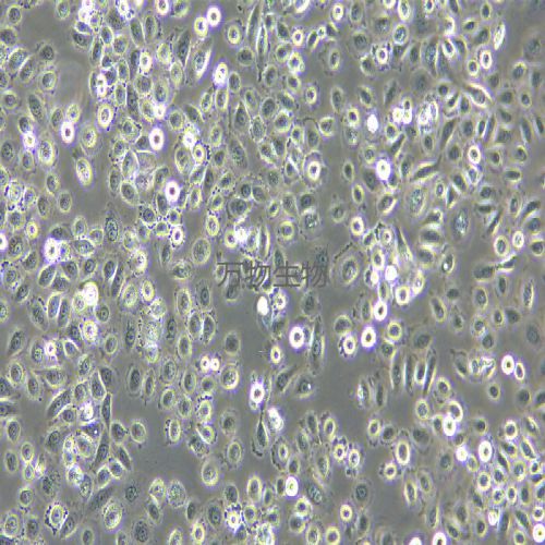 VK2/E6E7 人子宮內(nèi)膜異位癥陰道粘膜上皮細(xì)胞
